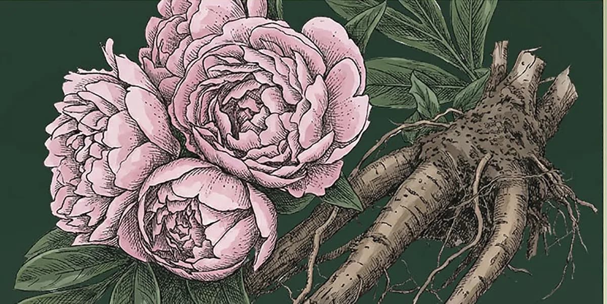 Botanische Illustration von Pfingstrosenwurzel und Blüten